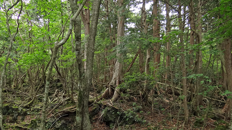 水ヶ塚桧丸尾溶岩流の森