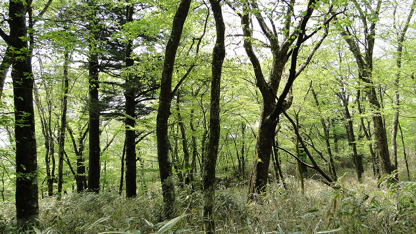 須山口の森